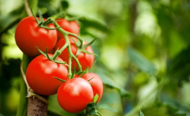 В Румынии в помидорах выявили 19 опасных веществ