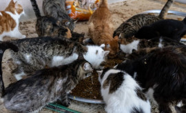 Cuplu de francezi condamnat pentru deținerea a peste 150 de pisici și 7 cîini în apartament