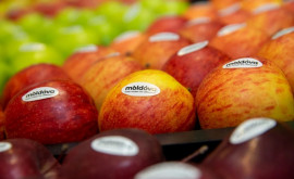 Moldova crește exporturile de mere Cine le cumpără mai mult