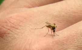 Аргентина на пороге самой страшной эпидемии лихорадки денге