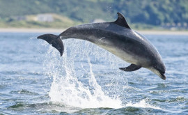 Delfinii cu un tip neobișnuit de alimentație ce au descoperit paleontologii
