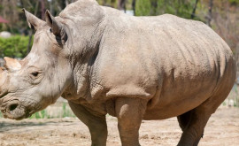 Un exemplar rar de rinocer a fost observat întrun parc naţional indonezian