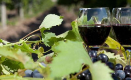 В Молдове будет создан первый Музей вина и виноградной лозы