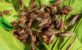 Cicaghedon Oamenii sînt terorizați de cicade întrun stat din SUA