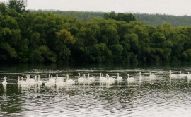 Стая лебедей была замечена на одной из рек Молдовы