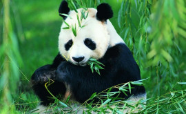 O pereche de urşi panda gigant trimisă la grădina zoologică din San Diego Care este motivul