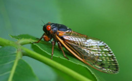 Miliarde de cicade urmează să apară în SUA