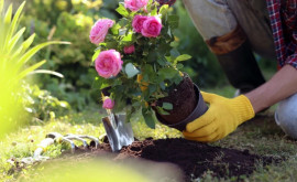 Как посадить саженцы розы подготовка и посадка