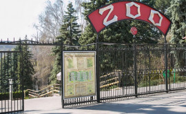 Вход в Кишиневский зоопарк будет бесплатным узнайте когда