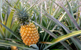 Un ananas a ajuns să coste sute de dolari De ce este special