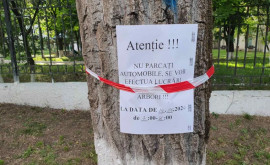 Работы по вырубке деревьев на улице Гренобля мэрия Кишинева дает разъяснения