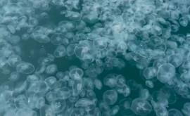 Invazie de meduze în largul coastei orașului Anapa