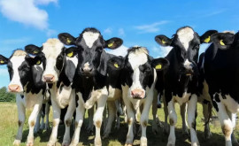 Granturi AGGRI Cîte dosare depuse de crescătorii de bovine