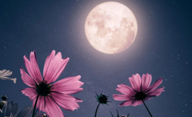 Цветочная Луна и красный сверхгигант что можно увидеть 23 мая