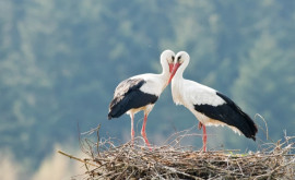 Societatea pentru Protecția Păsărilor și a Naturii a anunțat un recensămînt al cuiburilor de cocostîrci