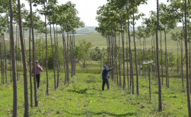 В Молдове появилось самое быстрорастущее дерево павловния