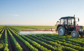 Засуха в Молдове Ассоциация Сила фермеров призывает правительство к принятию срочных мер