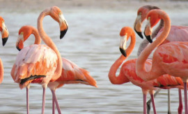 Păsările flamingo au fost văzute în Delta Dunării