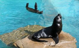 Тюлени и морские львы в Кишиневе Дрессированные животные порадуют нашу публику