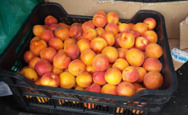 На рынке появились абрикосы
