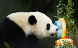 China trimite la Washington doi urși panda