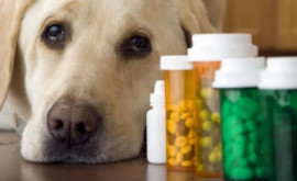 Procedură simplificată de înregistrare a medicamentelor de uz veterinar