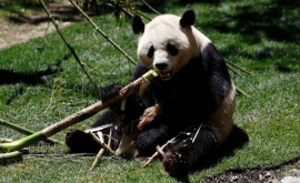 Cuplu de panda din China primit la grădina zoologică din Madrid