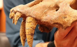 Au fost descoperite rămășițele unei pisici preistorice de mărimea unei pantere uriașe