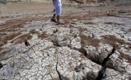 Ciprul este afectat de caniculă și secetă