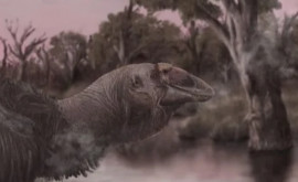 Останки доисторической птицы поразили палеонтологов Что они нашли