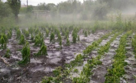Какой ущерб нанесли проливные дожди в Молдове 