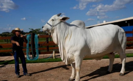 O vacă din Brazilia sa vîndut cu o avere ea are chiar și un bodyguard personal
