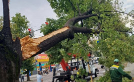 Рабочие муниципальных служб устраняют последствия урагана в Кишиневе