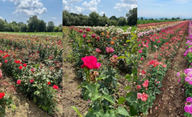 Moldova exportă inclusiv și material săditor de trandafiri