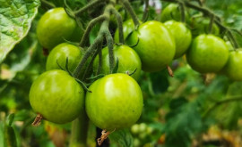 Научный взгляд влияние биоудобрений на качество и урожайность томата