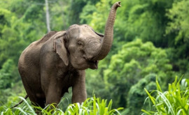 Sa întîmplat de curînd în Thailanda Acest fenomen este rar întîlnit la elefanți