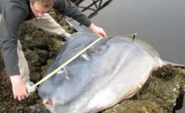 Unul dintre cei mai rari pești din lume a ajuns la țărm în SUA