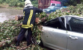 Copaci doborți și trasee blocate Angajații MAI au intervenit la înlăturarea urmărilor intemperiilor