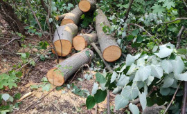 Copaci de tei tăiați fără milă în padurea din sectorul Rîșcani ce riscă răufăcătorii