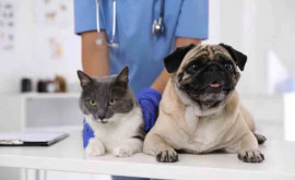 Medicamentele de uz veterinar vor fi înregistrate printro procedură simplificată