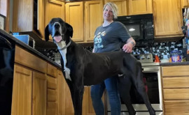 Трехлетний дог Кевин признан самой высокой собакой в мире