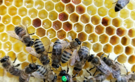 Comercializarea ilicită a reginelor de albine în vizorul inspectorilor ANSA
