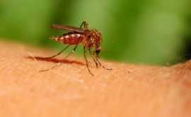 Рекомендации врачей в отношении заболеваний передающихся укусами комаров