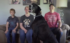 Кевин самая высокая собака в мире