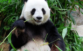Китай обещает Австралии еще двух гигантских панд
