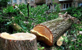 Primăria capitalei Obținerea unei autorizații pentru defrișarea unui copac cu probleme poate dura luni întregi 