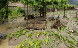 Дожди нанесли фермерам огромный ущерб Как они будут выплачивать кредиты