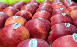 Молдова начала регулярный экспорт яблок в Индию