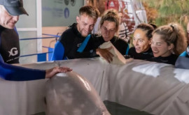 Balenele beluga salvate de la Harkov prin Chișinău au ajuns în Valencia