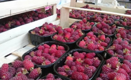 Fructele de sezon la mare căutare Ce prețuri găsiți la piață